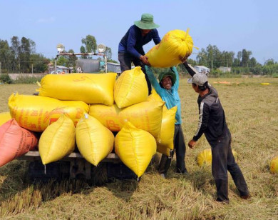 Philippines đứng đầu về tiêu thụ gạo của Việt Nam