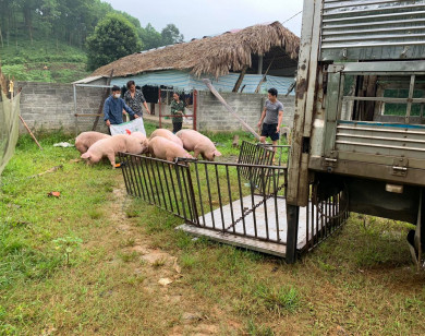 Giá heo hơi ngày 26/8/2022: Cao nhất đạt 70.000 đồng/kg