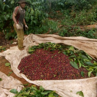 Giá nông sản ngày 8/9/2022: Cà phê đạt 48.100 đồng/kg, tiêu trụ vững ở mức cao