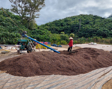 Giá cà phê xuất khẩu dự kiến tiếp tục tăng mạnh