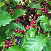 Giá nông sản ngày 23/9/2022: Cà phê đồng loạt tăng, tiêu trụ vững ở mức cao