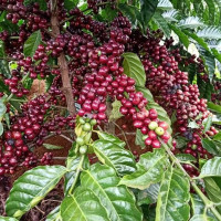 Giá nông sản ngày 25/9/2022: Cà phê đồng loạt tăng 400 đồng/kg