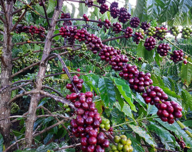 Giá nông sản ngày 1/10/2022: Cà phê và hồ tiêu đồng loạt giảm