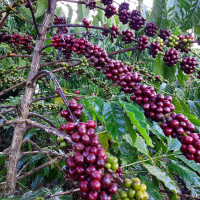 Giá nông sản ngày 1/10/2022: Cà phê và hồ tiêu đồng loạt giảm