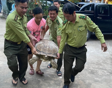 Người dân tự nguyện giao nộp con rùa nặng 70kg ở Phú Quốc