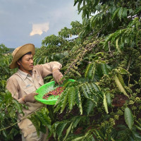 Giá nông sản ngày 5/10/2022: Cà phê đạt 46.900 đồng/kg, tiêu tiếp tục giảm