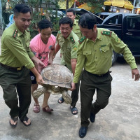 Người dân tự nguyện giao nộp con rùa nặng 70kg ở Phú Quốc