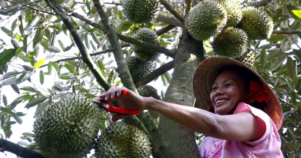 Tiêu dùng trong tuần (từ 31/10-6/11/2022): Giá sầu riêng tăng cao, nhiều nông dân lãi lớn