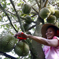 Tiêu dùng trong tuần (từ 31/10-6/11/2022): Giá sầu riêng tăng cao, nhiều nông dân lãi lớn