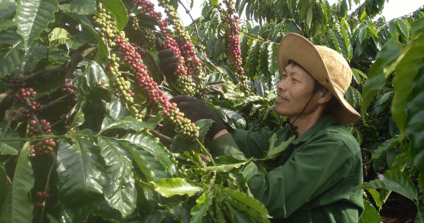 Giá nông sản ngày 7/11/2022: Cà phê đạt 41.300 đồng/kg, tiêu trụ vững mức cao