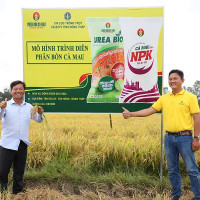 Có Phân bón Cà Mau đồng hành, chẳng lo canh tác khó