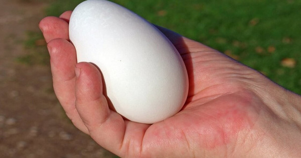 Tại sao ăn trứng ngỗng tốt cho phụ nũ mang thai