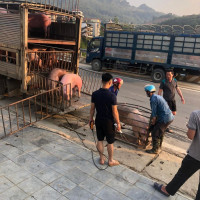 Giá heo hơi ngày 16/11/2022: Có thể vượt 70.000 đồng/kg vào dịp Tết 