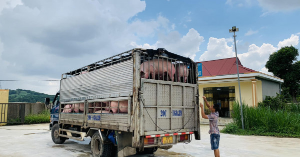 Giá heo hơi ngày 25/11/2022: Miền Nam tiếp tục tăng