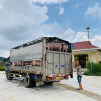 Giá heo hơi ngày 25/11/2022: Miền Nam tiếp tục tăng