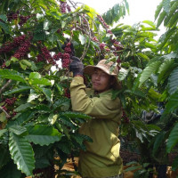 Giá nông sản ngày 29/11/2022: Cà phê đạt 40.500 đồng/kg, tiêu tăng mạnh