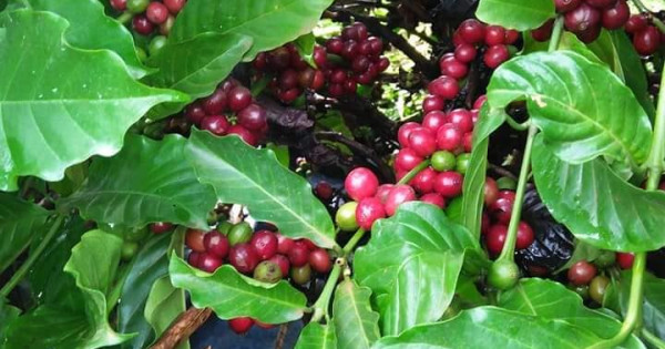 Giá nông sản ngày 3/12/2022: Cà phê quay đầu giảm, tiêu trụ vững ở mức cao
