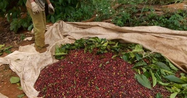 Giá nông sản ngày 6/12/2022: Cà phê đồng loạt tăng, tiêu đạt 63.000 đồng/kg