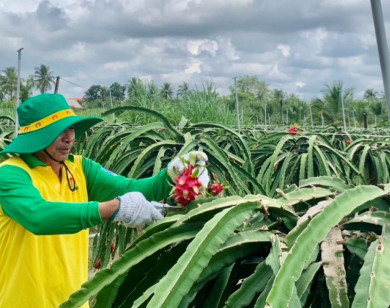 Rực đỏ mùa thanh long cùng NPK Cà Mau