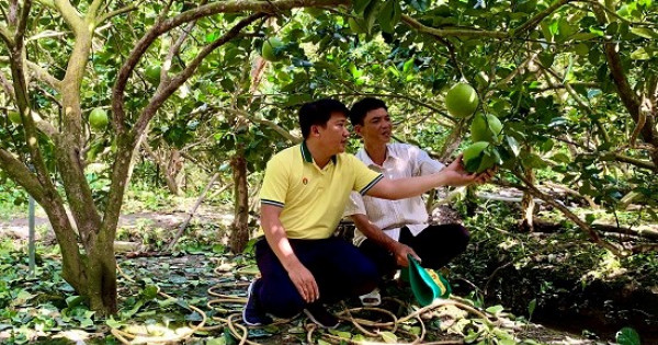 “Vô tình lượm bí kíp” mùa vàng cho bưởi da xanh