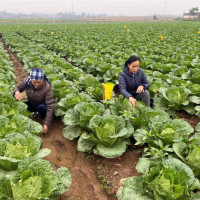 Hà Nội tăng tốc sản xuất, đáp ứng đủ nhu cầu thực phẩm dịp Tết 2023