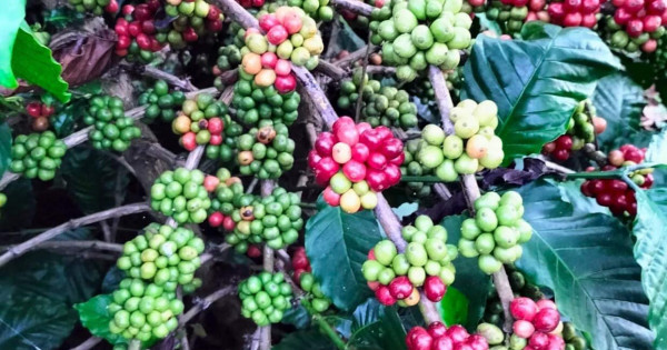 Giá nông sản ngày 27/12/2022: Arabica tăng nhẹ, tiêu đạt 59.500 đồng/kg