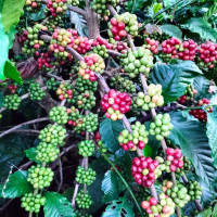 Giá nông sản ngày 27/12/2022: Arabica tăng nhẹ, tiêu đạt 59.500 đồng/kg