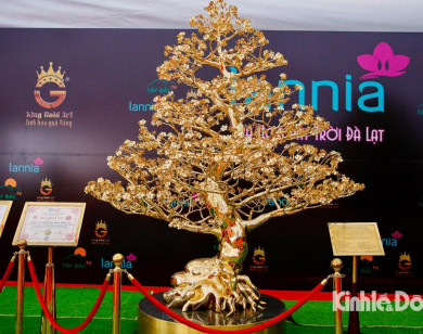 Chiêm ngưỡng cây mai mạ vàng 24k "độc nhất vô nhị"