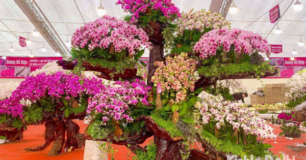 Cận cảnh lan Hồ Điệp bonsai giá trăm triệu thu hút người dân sắm chơi Tết