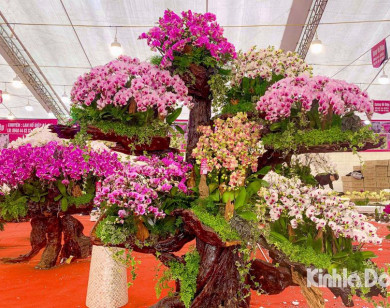 Cận cảnh lan Hồ Điệp bonsai giá trăm triệu thu hút người dân sắm chơi Tết