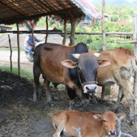 Yêu cầu kiểm soát việc sử dụng chất cấm trong chăn nuôi, giết mổ gia súc