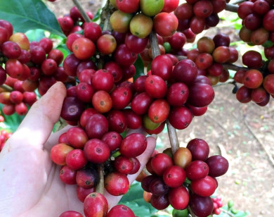 Giá nông sản ngày 16/1/2023: Dự báo cà phê tiếp tục tăng, tiêu đạt 60.000 đồng/kg