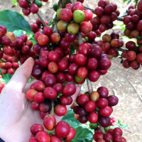 Giá nông sản ngày 16/1/2023: Dự báo cà phê tiếp tục tăng, tiêu đạt 60.000 đồng/kg