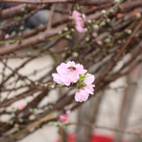 Đào rừng không kịp nở hoa để phục vụ người dân chơi Tết