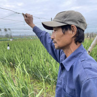 "Hoa đến kỳ hoa chẳng nở"- Người trồng lay ơn khóc bên ruộng
