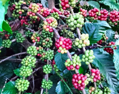 Giá nông sản ngày 22/1/2023: Cà phê đồng loạt tăng, tiêu giảm mạnh
