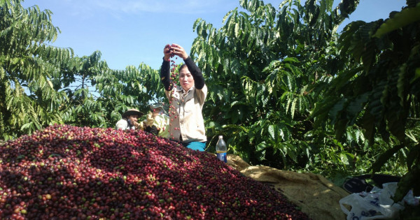 Giá nông sản ngày 25/1/2023: Cà phê tăng nhẹ, tiêu giảm 500 đồng/kg