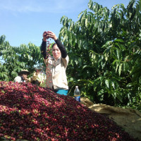 Giá nông sản ngày 25/1/2023: Cà phê tăng nhẹ, tiêu giảm 500 đồng/kg