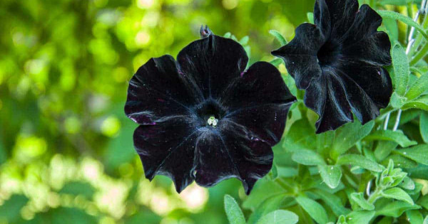 Khám phá vẻ đẹp độc đáo và huyền bí của hoa Dạ Yến Thảo đen