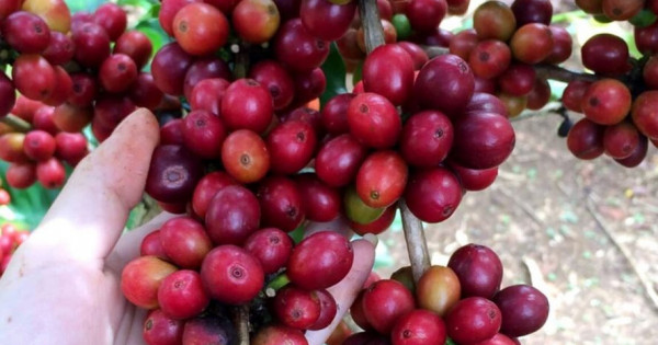 Giá nông sản ngày 27/1/2023: Cà phê tiếp tục tăng 300 đồng/kg, tiêu đồng loạt giảm
