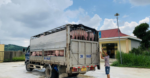 Giá heo hơi ngày 27/1/2023: Việt Nam xuất khẩu heo sang thị trường Hồng Kông