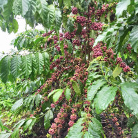 Giá nông sản ngày 28/1/2023: Cà phê tiếp tục tăng mạnh, tiêu đạt 58.000 đồng/kg