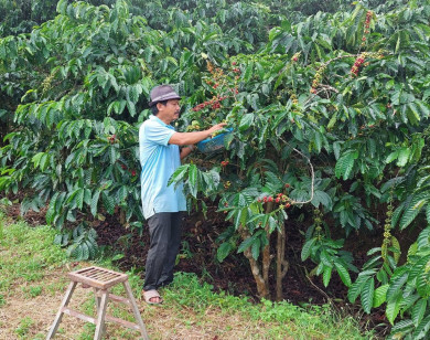 Giá nông sản ngày 31/1/2023: Cà phê đồng loạt giảm, tiêu đạt 58.000 đồng/kg