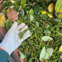Giá nông sản ngày 2/2/2023: Cà phê quay đầu giảm, tiêu tiếp tục tăng 500 đồng/kg