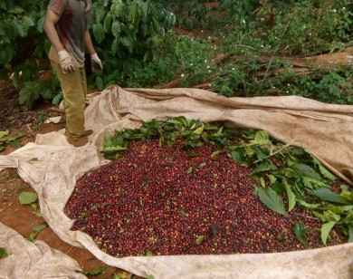 Giá nông sản ngày 3/2/2023: Cà phê tăng trở lại, tiêu đạt 59.000 đồng/kg