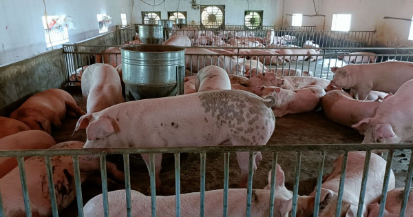 Giá heo hơi ngày 6/2/2023: Cao nhất đạt 54.000 đồng/kg