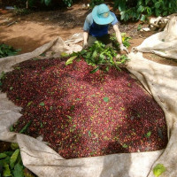 Giá nông sản ngày 7/2/2023: Cà phê và tiêu đồng loạt tăng
