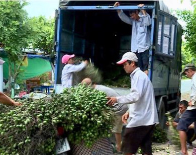 Cục trưởng Cục Trồng trọt cảnh báo gì với người dân trồng cau?