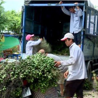 Cục trưởng Cục Trồng trọt cảnh báo gì với người dân trồng cau?