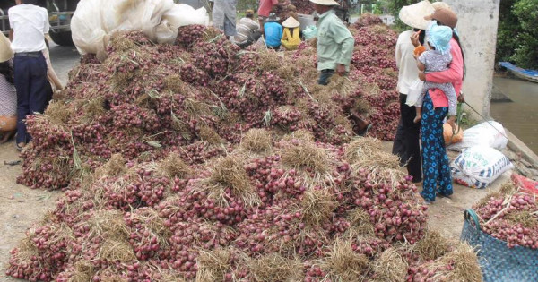 Hành tím Vĩnh Châu trúng mùa, giá tăng gấp đôi năm trước